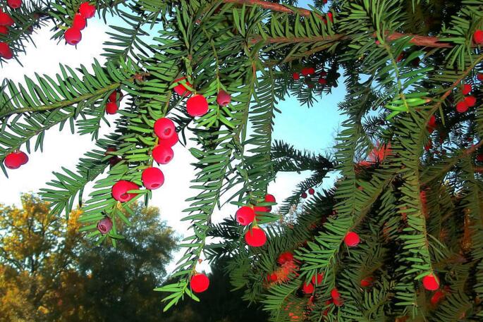 紅豆杉盆景價(jià)格，不同品種價(jià)格不同