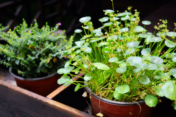 銅錢草葉子發(fā)黃干枯