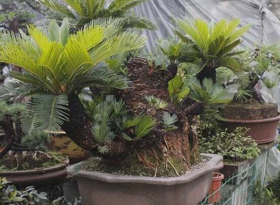 鐵樹怎么繁殖，鐵樹四大繁殖方法