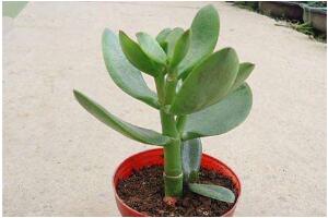 玉樹怎么扦插，玉樹扦插方法圖解(存活率100%）