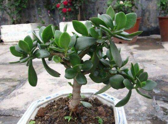 盆栽玉樹(shù)怎么養(yǎng)護(hù)，老農(nóng)總結(jié)七大養(yǎng)護(hù)方法