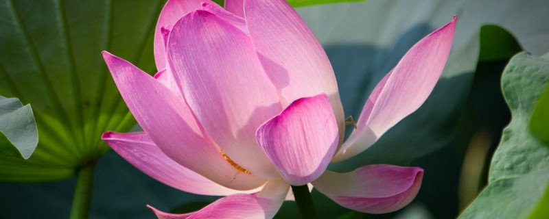 荷花盛開(kāi)需要多少天