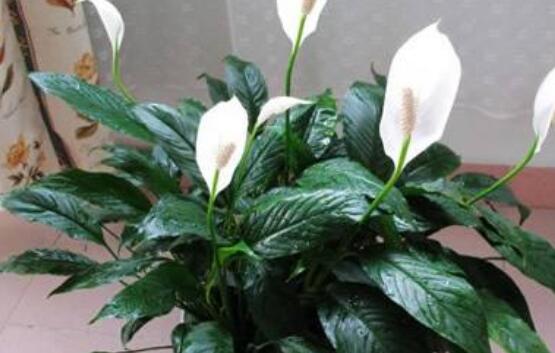 一帆風順花怎么移植，教你六個簡單易學步驟