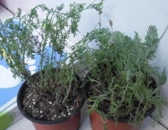 薰衣草葉子干枯怎么辦，教你正確的補救方法