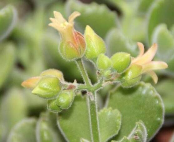 熊童子開花會死嗎，不會/適當(dāng)遮陰、及時降溫