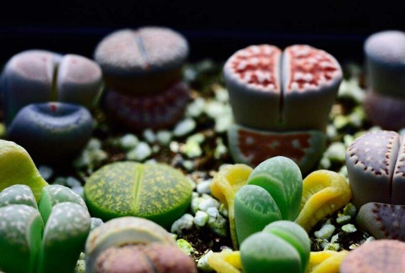 生石花皺了怎么辦，要警惕是這4種原因造成的