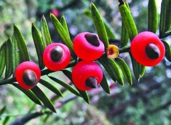 紅豆杉用什么土栽培好，疏松透氣、保水保肥