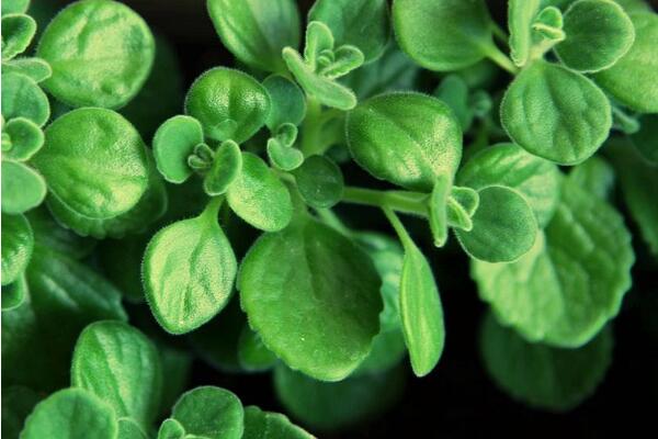 碰碰香有毒嗎，無毒但部分人對香味過敏