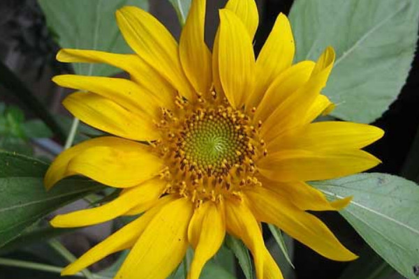 向日葵怎么養(yǎng)