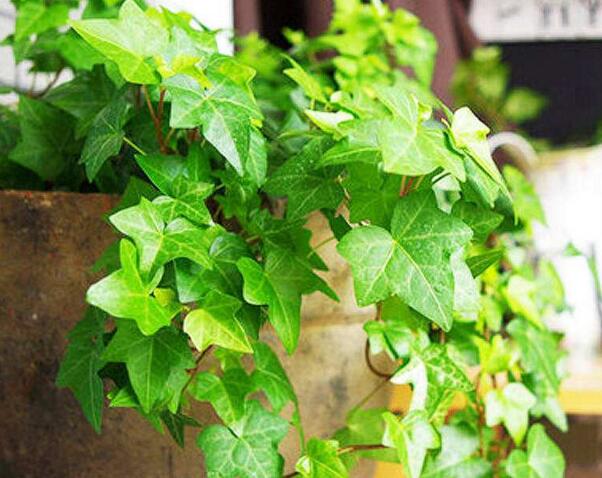 常春藤怎么水培，勤換水并且第一次要澆透營養(yǎng)液