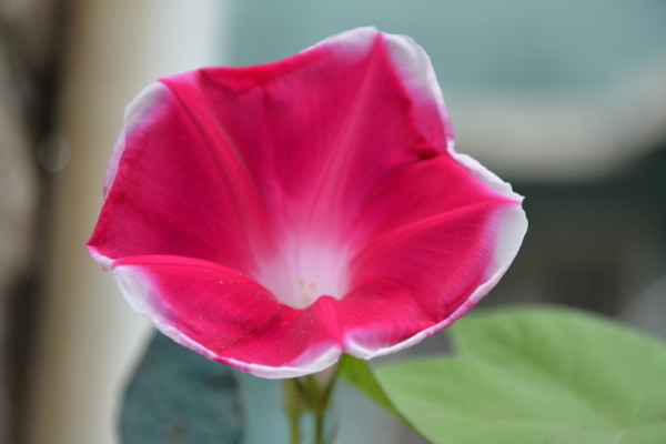 牽牛花秋季能不能扦插活