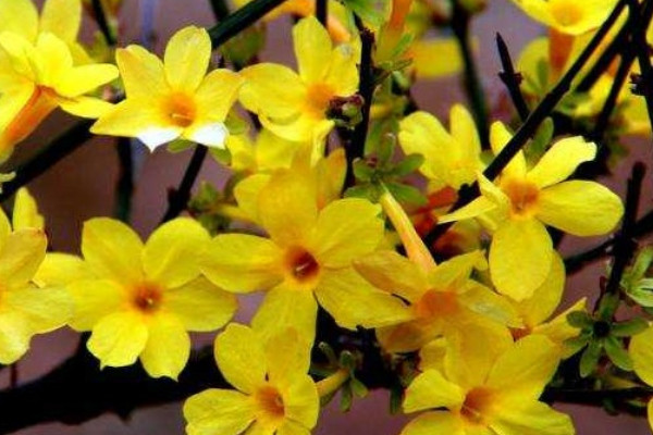 扦插的迎春花多長時(shí)間能開花