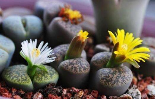 生石花花語(yǔ)是什么，不要送錯(cuò)/代表著堅(jiān)強(qiáng)的性格