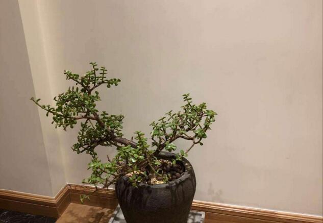 雅樂(lè)之舞的寓意，翩翩起舞的優(yōu)美姿態(tài)