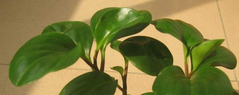 碧玉家庭養(yǎng)法