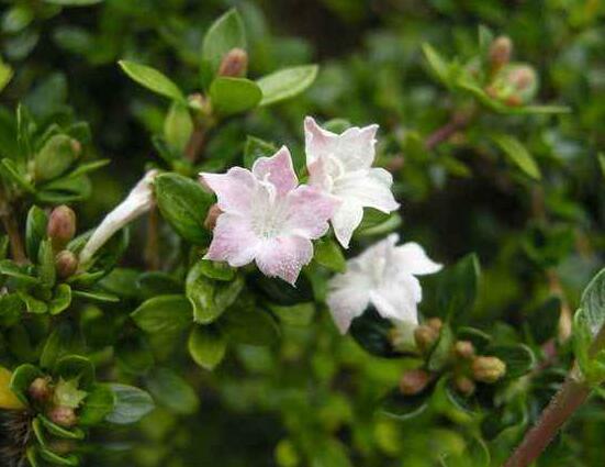 六月雪為什么不開(kāi)花，三種原因以及解決辦法