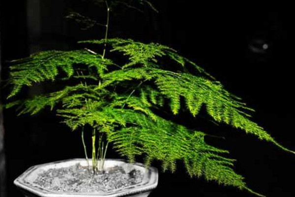 文竹怎么養(yǎng)才能更旺盛，提供充足散射光及時施肥