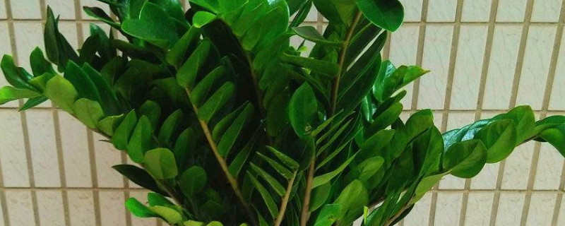 金錢樹(shù)剪枝后怎么泡根