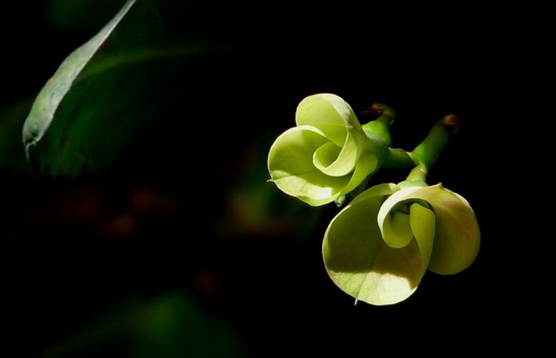 虎刺梅花期，養(yǎng)的好一年四季都可以開(kāi)花