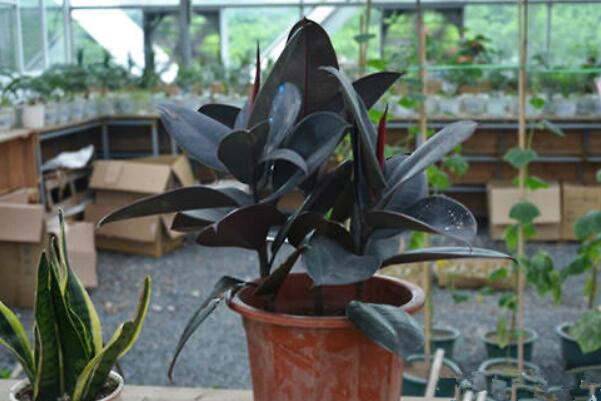 橡皮樹怎么移植，選擇透氣性較好的花盆很重要