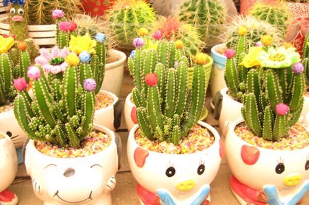 仙人掌的資料，簡介、種類以及價值