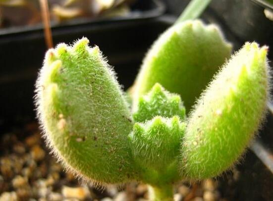 熊童子用什么土，腐葉土、園土、沙土最為合適