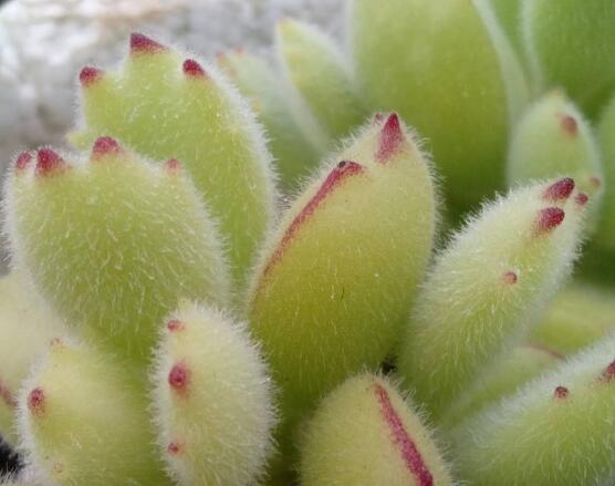 熊童子和白熊的區(qū)別，老農(nóng)總結(jié)最直觀兩種分辨方法