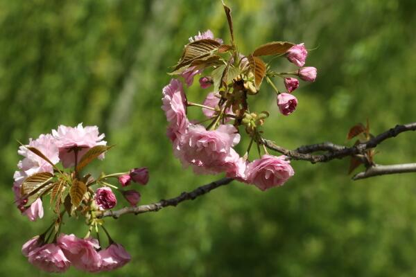 櫻花樹幾天澆一次水，春夏秋冬四季澆水各不相同