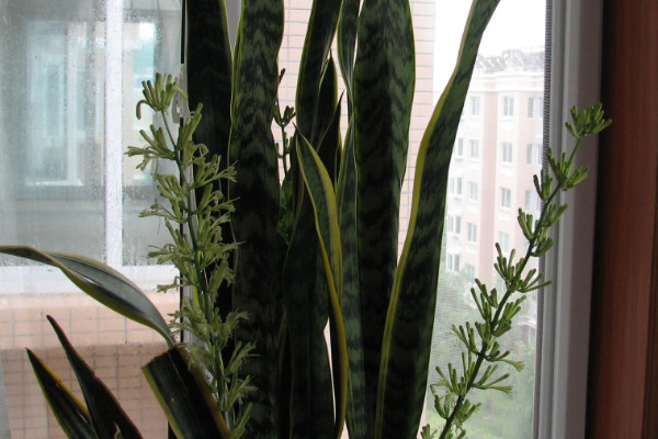 虎皮蘭金邊跟綠色區(qū)別