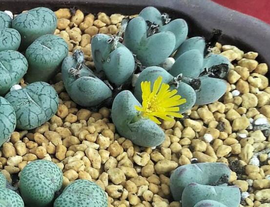 生石花怎么分株繁殖，教你一學(xué)就會(huì)五個(gè)基本步驟