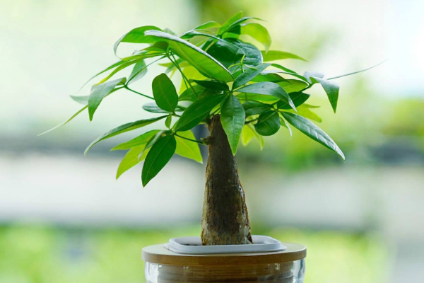 發(fā)財(cái)樹樹干變軟怎么辦