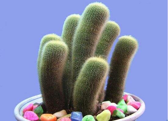 仙人掌多久開花一次，養(yǎng)殖3-5年才可開花