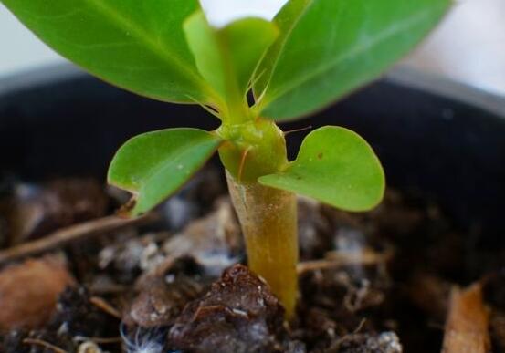 虎刺梅的繁殖方法，教你兩種最常用的繁殖方法(扦插與組培)