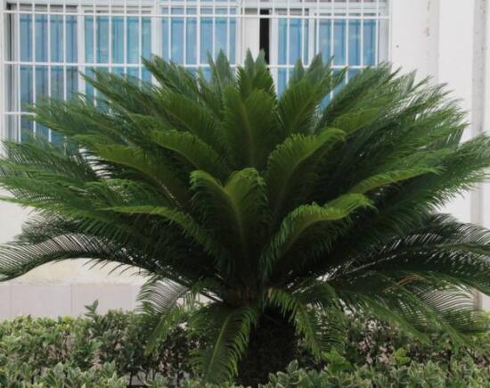 養(yǎng)鐵樹有什么忌諱，沖擊財(cái)運(yùn)與福運(yùn)/戀愛結(jié)婚難