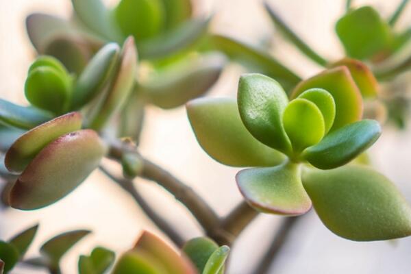 燕子掌夏天怎么養(yǎng)，燕子掌夏季養(yǎng)殖5大要點(diǎn)