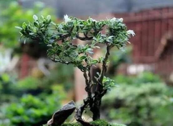 六月雪功效與作用，是一個(gè)不折不扣治療百病藥王