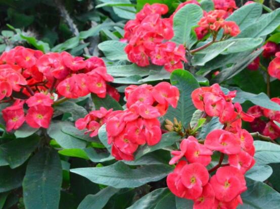 虎刺梅掉葉子怎么辦，四種原因以及解決方法