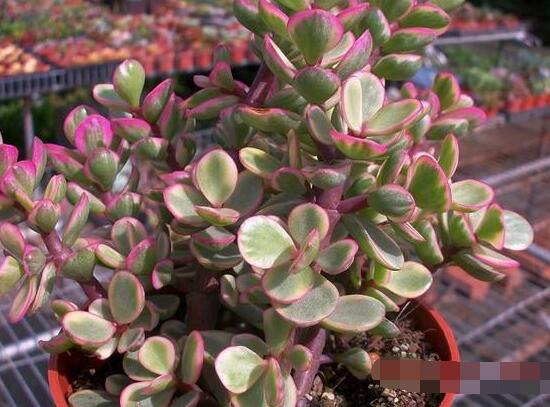 雅樂之舞怎么養(yǎng)才變紅，教你五種最快速變紅好方法