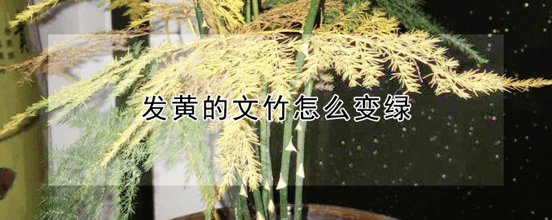 發(fā)黃的文竹怎么變綠