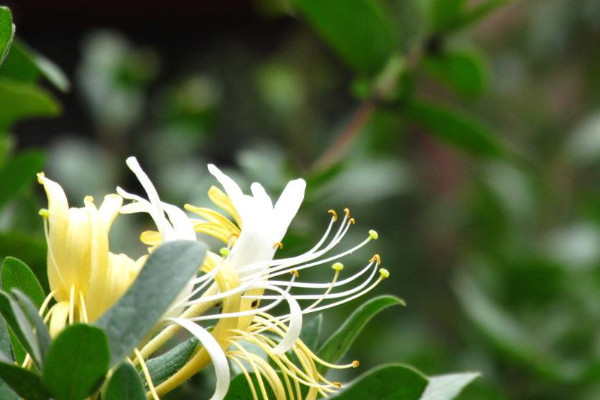 金銀花怎么才能開(kāi)花