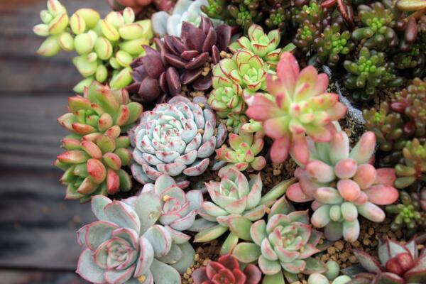 寶石花掉下來是怎么了，可能是以下5種原因導致