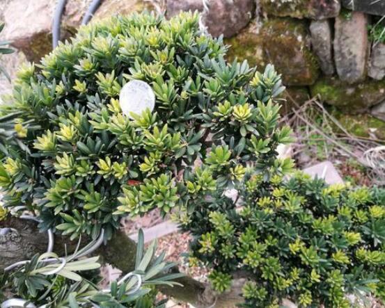 什么品種羅漢松最貴，珍珠羅漢松當(dāng)之無愧(售價(jià)高達(dá)上百萬)