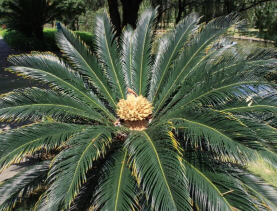 鐵樹葉片彎曲變形的原因和解決方法，教你三種最直觀有效措施