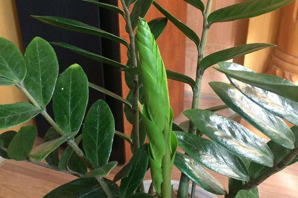 金錢(qián)樹(shù)能在室外過(guò)冬嗎