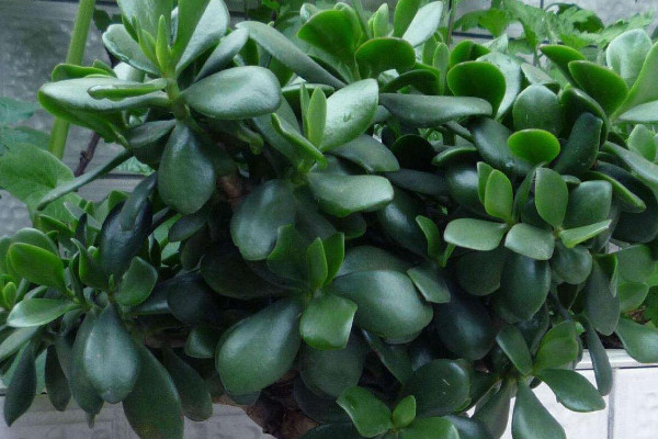 金錢樹與玉樹的區(qū)別