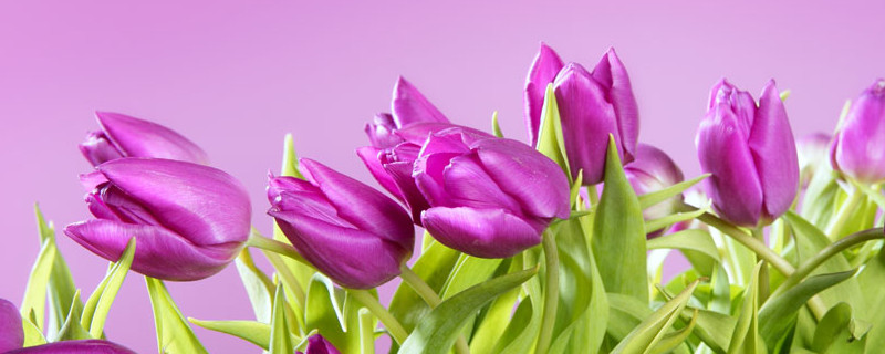 郁金香根爛了怎么補(bǔ)救