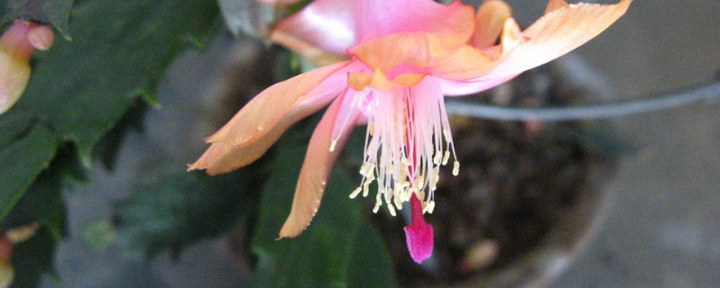 蟹爪蘭怎么養(yǎng)才能開(kāi)花