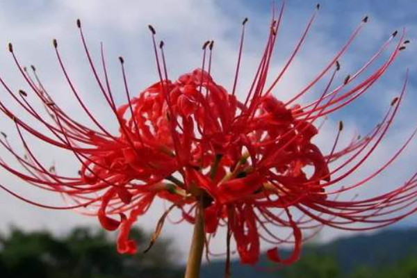 彼岸花冬季養(yǎng)護