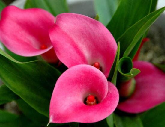 荷蘭馬蹄蓮的養(yǎng)殖方法，做好六個要點(diǎn)生長碧綠宜人