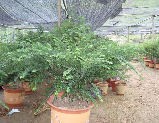 紅豆杉可以種庭院?jiǎn)?，可?幸福安康，家庭和睦